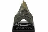 Fossil Megalodon Tooth - South Carolina #124544-1
